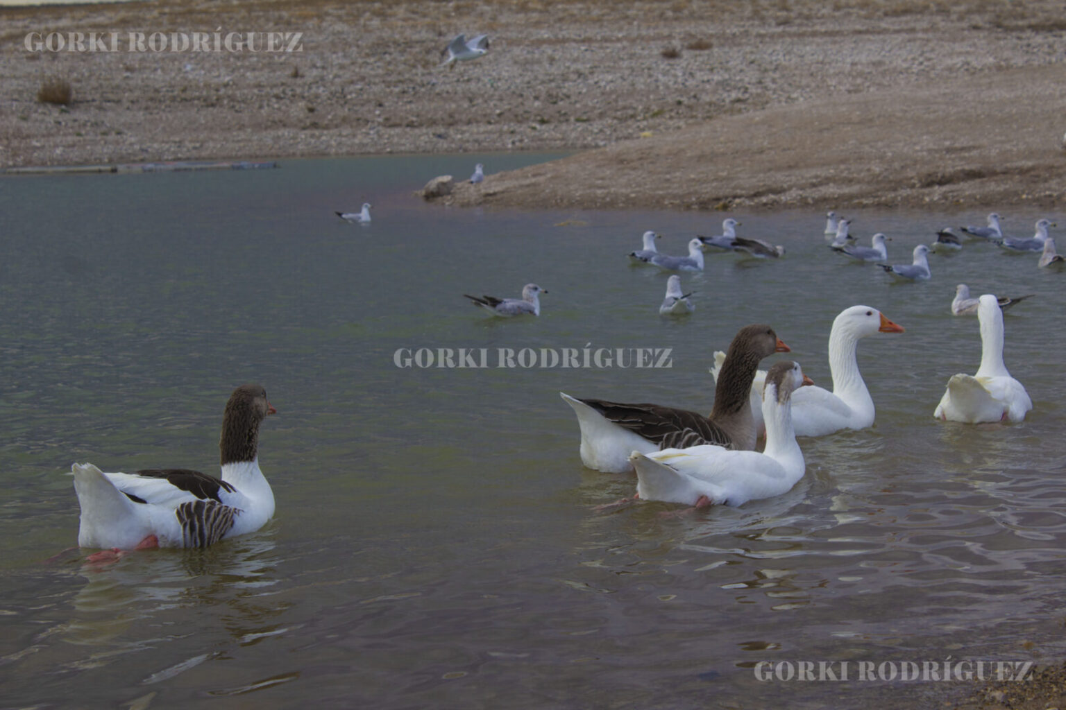 La Presa de La Boquilla: Un Hito en la Historia de Chihuahua. - HISTORIASMX