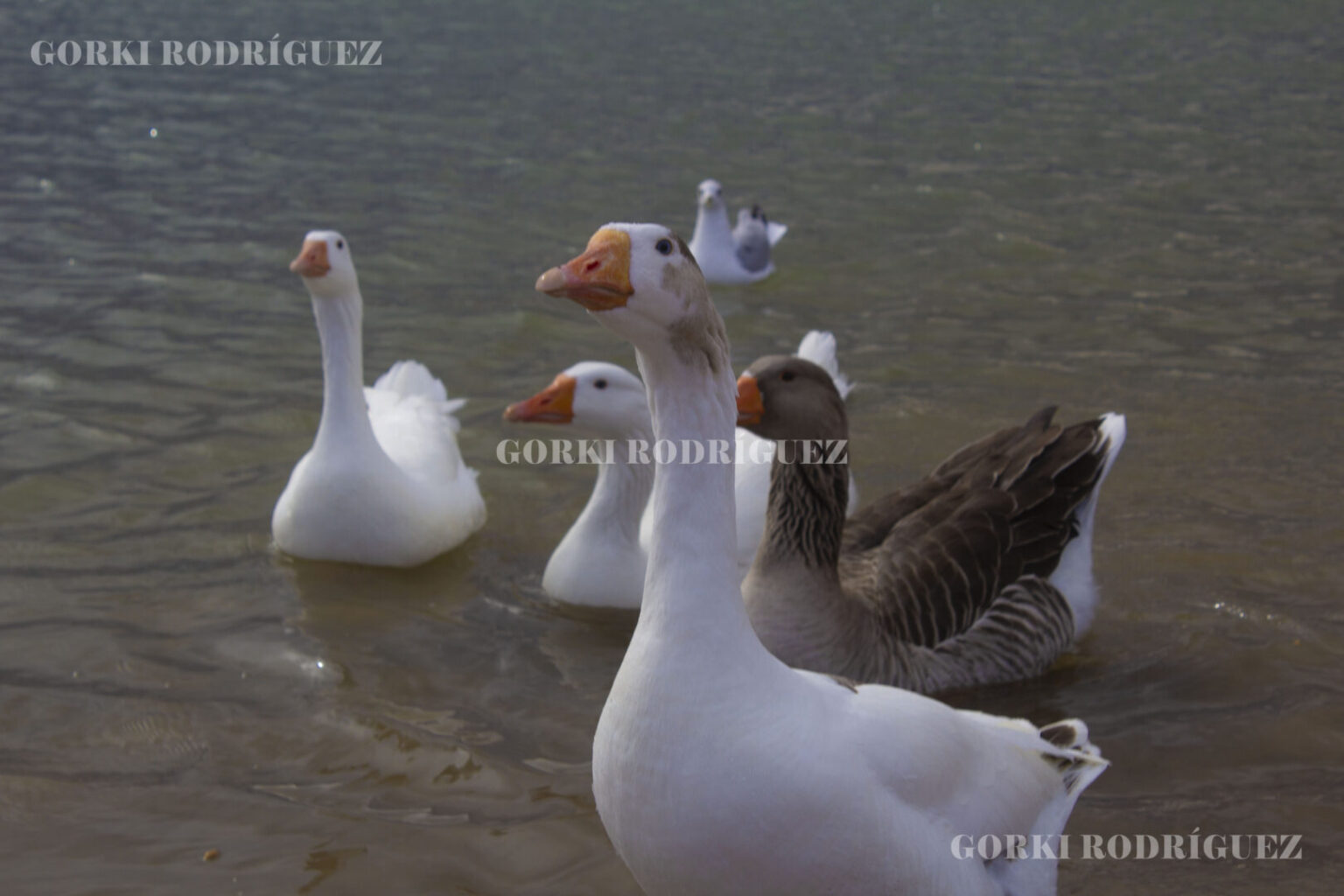 La Presa de La Boquilla: Un Hito en la Historia de Chihuahua. - HISTORIASMX