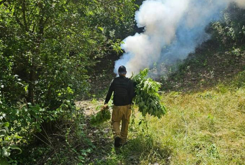 Destruyen plantío de marihuana en Guadalupe y Calvo en operativo interinstitucional