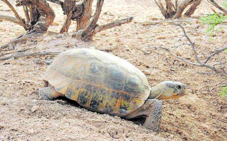 Autoridades Sustraen Tortugas Gopherus flavomarginatus en Peligro de Extinción y las Colocan en Condiciones Inadecuadas en la Casa de la Cultura de Parral.