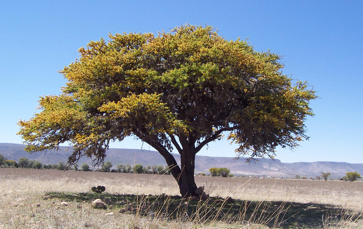 Huizache: El Guardián Espinoso del Desierto Chihuahuense.