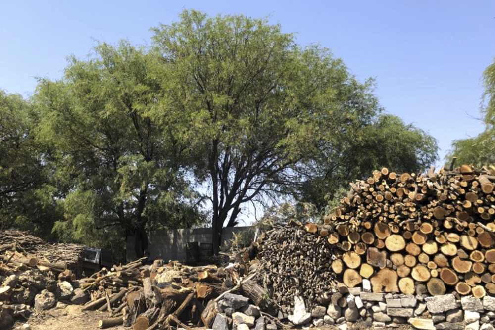 El Mezquite: Un Árbol en Peligro de Extinción por la Producción de Carbón y Leña.