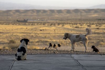 Perros Callejeros en Jiménez: Una Problemática Urgente que la Nueva Administración no Debe Ignorar.