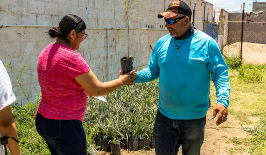 Llegan más de 10 mil árboles para reforestación en Meoqui: Cedro Blanco, Huizache, Fresno y más a disposición de la ciudadanía