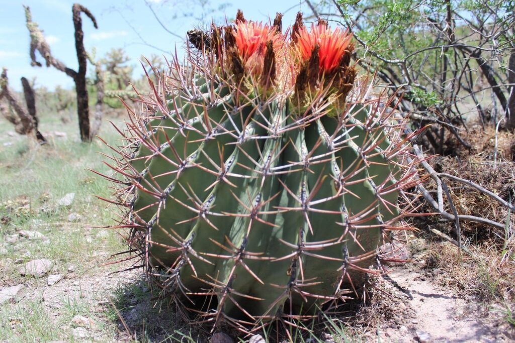 El Fascinante Mundo de la Biznaga de Agua, Ferocactus wislizenii.