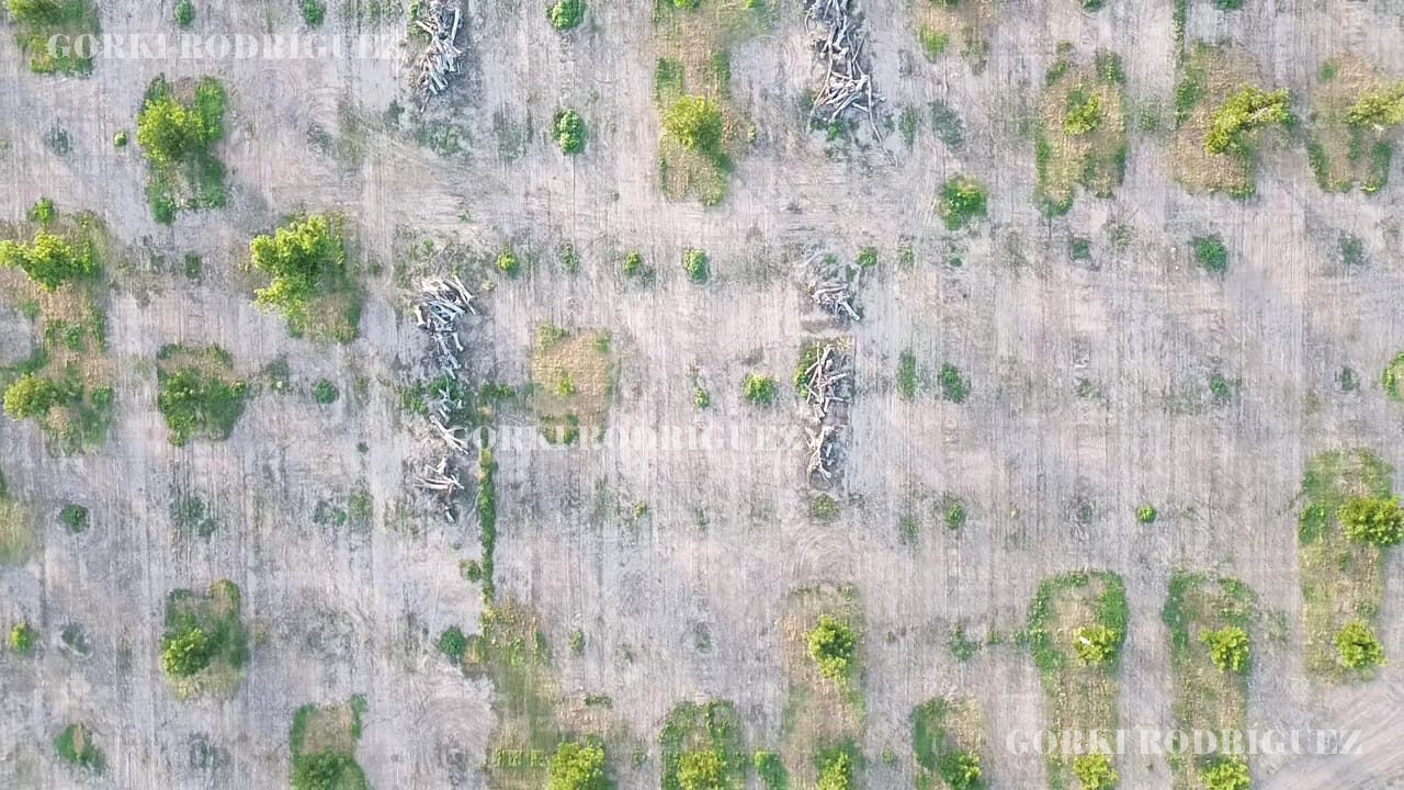 Se secan 500 Hectáreas de Nogal en Jiménez: Nogaleros se acaban el agua del acuífero Jiménez-Camargo.