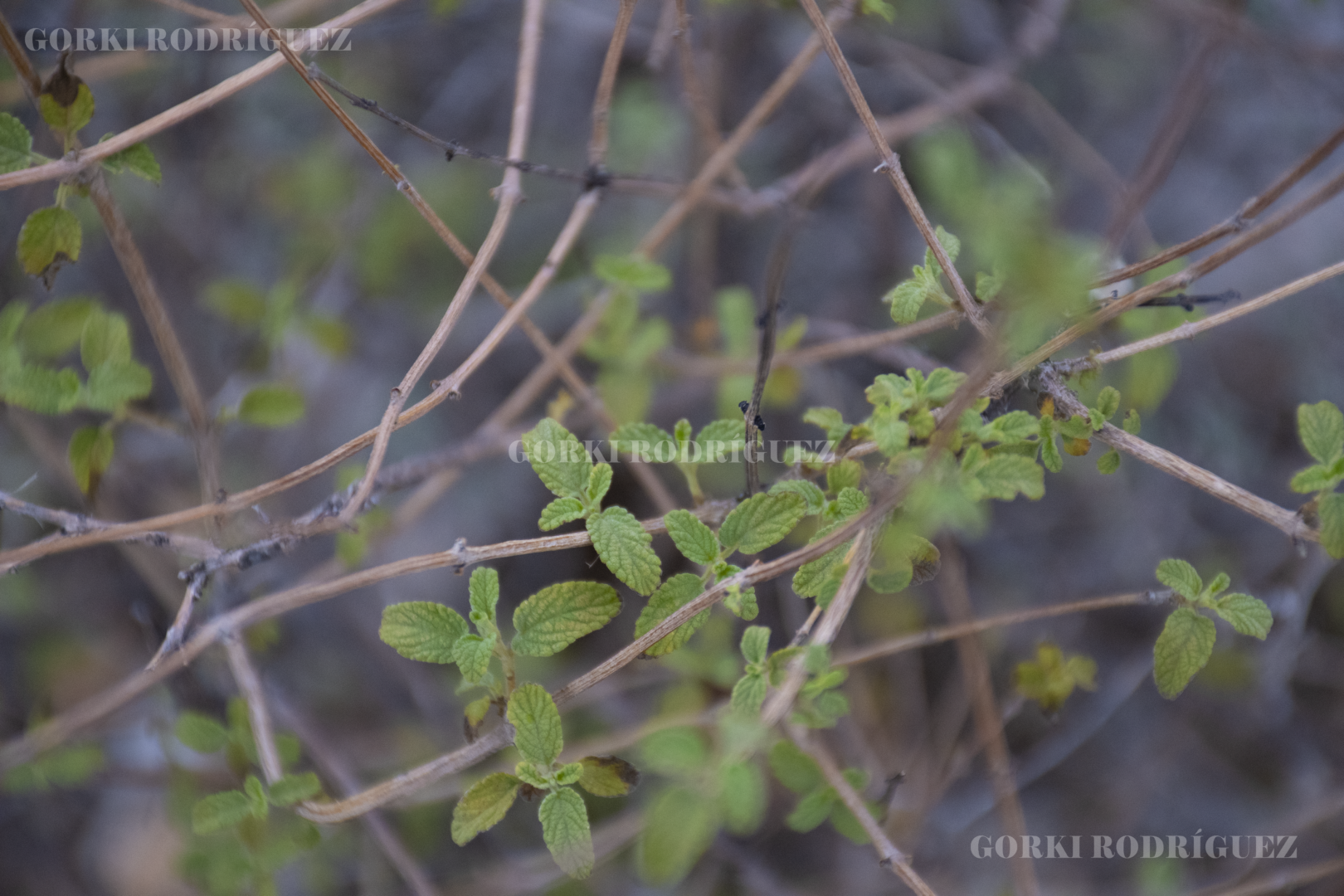 El Oro Verde de las Sierras: El Orégano Silvestre de Jiménez y su Recolección Tradicional.