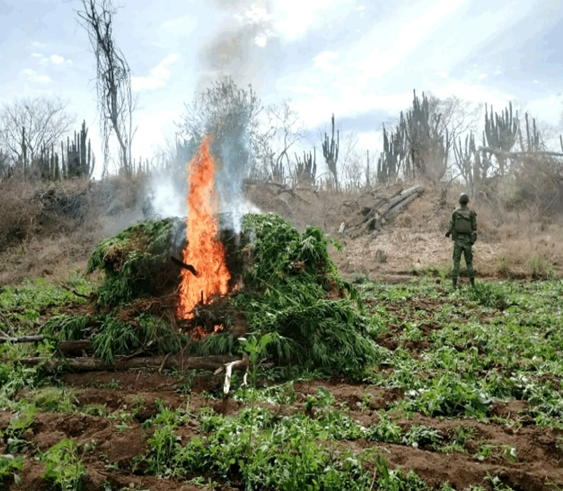 Operativos conjuntos en la Sierra: aseguran armas, drogas y liberan secuestrados en Sinaloa y Chihuahua.