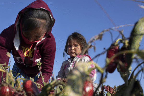 Los Tarahumaras en los Campos Agrícolas de Chihuahua: Una Realidad de Explotación Silenciosa.