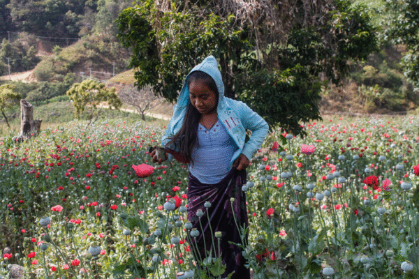 🌾 «Amapola: flor prohibida, campo olvidado»