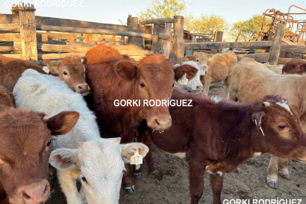 🐄🌾 Jiménez celebrará la Primera Feria del Productor Agropecuario y Ganadera