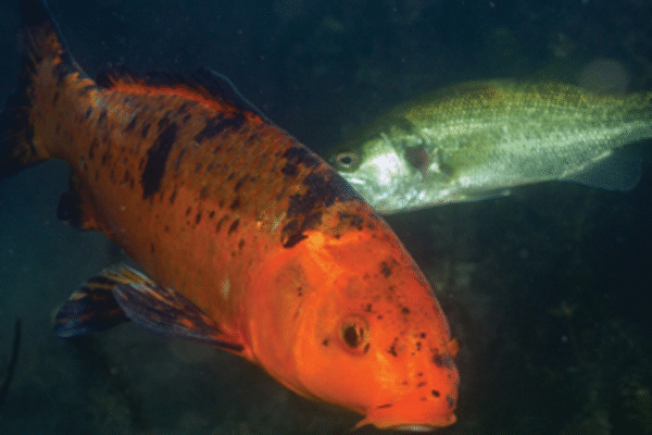 Sobreexplotación del agua acabo con 16 especies de peces en el Ojo de Atotonilco en Villa López.
