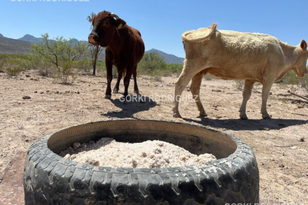 Oro blanco del desierto: La sal que sostiene la vida ganadera en el Gran Chihuahuense