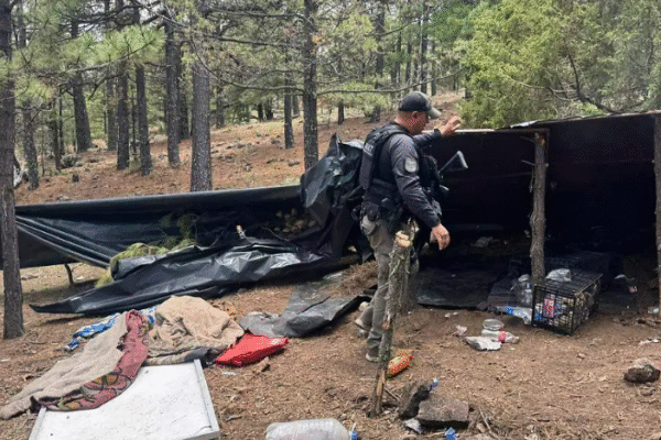 Desmantela la SSPE campamento del crimen organizado en zona serrana de Madera