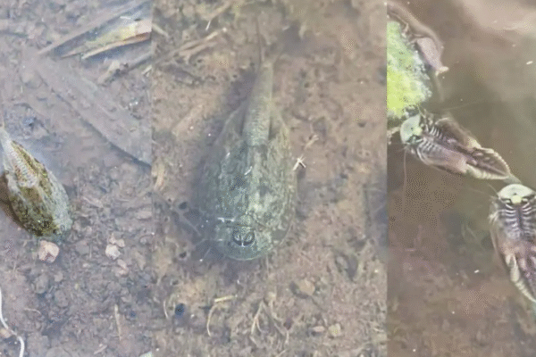 🌧️ Regresan los Triops al sur de Chihuahua: criaturas prehistóricas reviven tras las lluvias