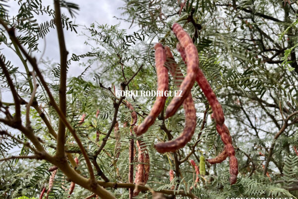 🌵 El fruto rojo del desierto: El mezquite, joya ancestral de los suelos áridos